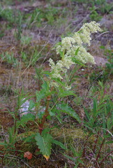 Koenigia alaskana