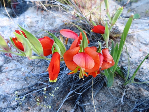 Image of Pied Kalkoentjie by (c) linkie, some rights reserved (CC BY)