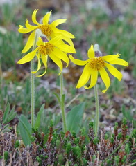 Arnica griscomii