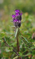 Saussurea angustifolia