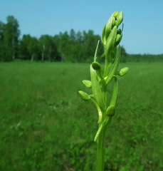 Platanthera tipuloides