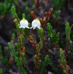 Cassiope tetragona tetragona