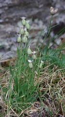 Silene involucrata