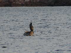 Phalacrocorax carbo