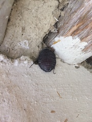 Polyphaga aegyptiaca