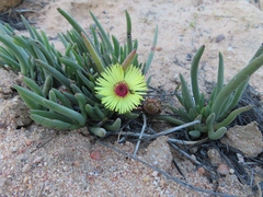 Cephalophyllum tricolorum