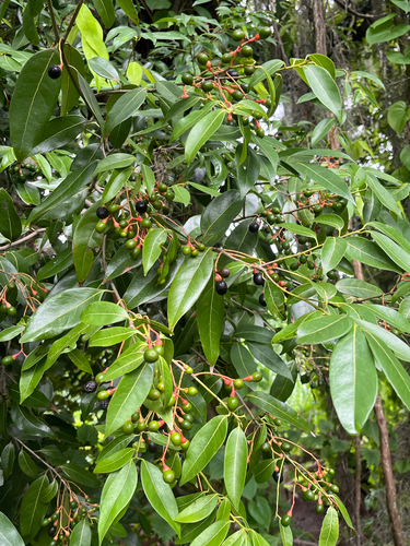 Damburneya coriacea (Damburneya coriacea)