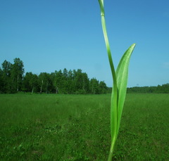 Platanthera tipuloides
