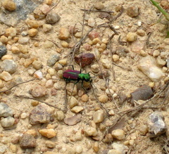 Cicindela splendida