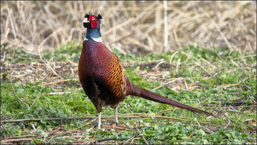 Ring necked Pheasant Birds of El Paso County and Pikes Peak
