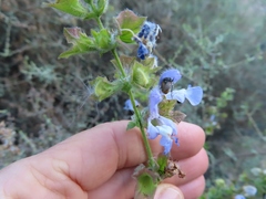 Salvia dentata