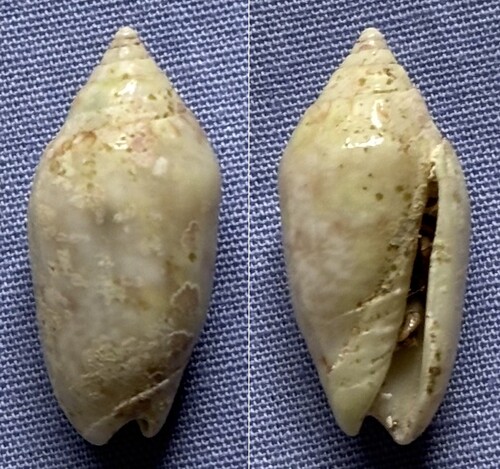 Oliva paxillus observed 2022-08-23