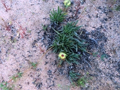 Cephalophyllum tricolorum