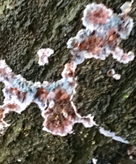 Hypochnella violacea