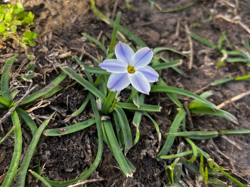 Ipheion uniflorum