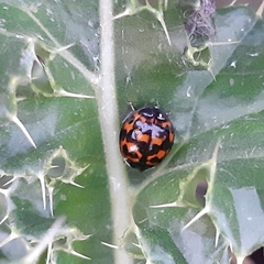 Harmonia axyridis