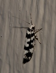 Lichenaula melanoleuca