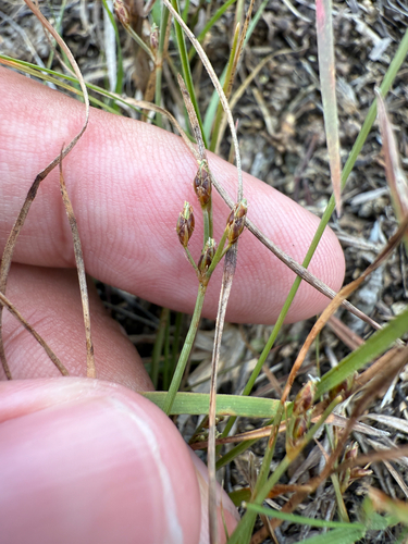 Annual Fimbry (Fimbristylis annua)