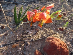 Gladiolus speciosus