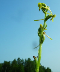 Platanthera tipuloides
