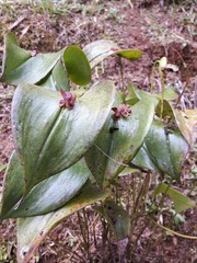 Pleurothallis cordata