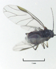 Neophyllaphis totarae