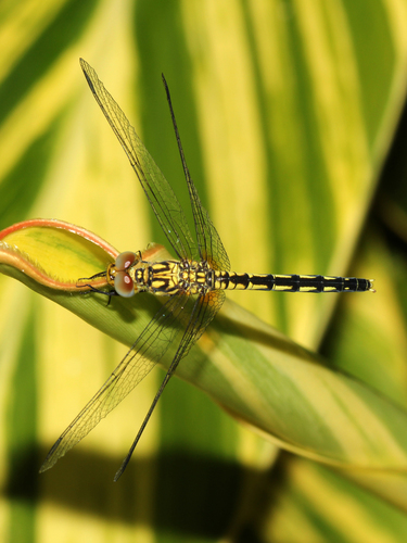 Black Percher