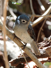 Melaenornis fischeri