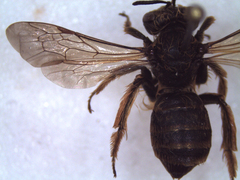 Andrena