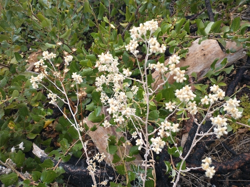 Northwestern rabbit-tobacco (Pseudognaphalium thermale)