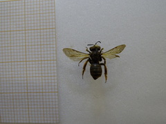 Andrena
