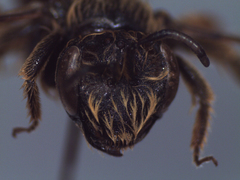 Andrena