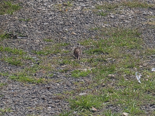 Rat photographed near here on 2025-09-06
