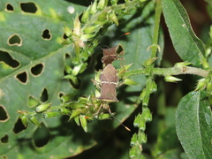 Cletomorpha simulans