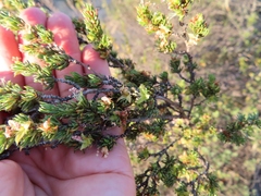 Cliffortia teretifolia