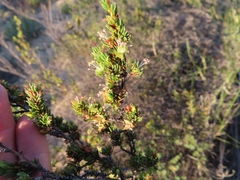 Cliffortia teretifolia