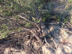 Cliffortia teretifolia