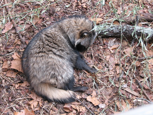 Japanese Raccoon Dog