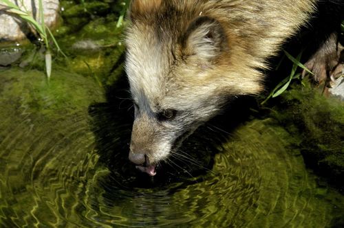 Japanese Raccoon Dog