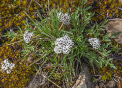 Lomatium gormanii