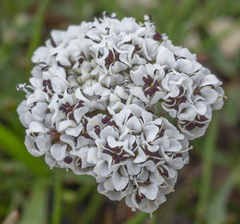 Lomatium gormanii