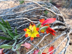 Gladiolus speciosus