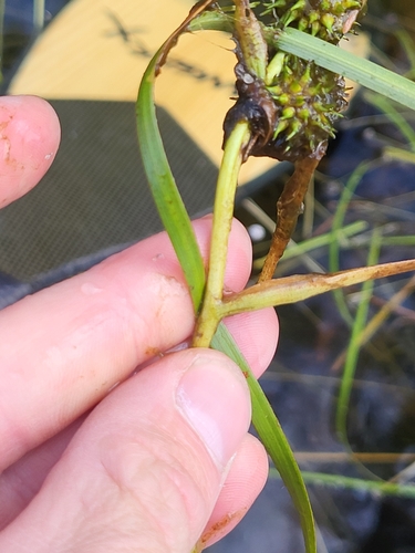Floating Bur-reed (Sparganium fluctuans)