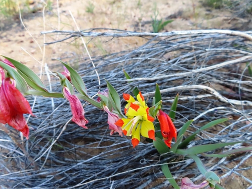 Image of Pied Kalkoentjie (Gladiolus speciosus) by (c) linkie, some rights reserved (CC BY)