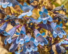 Penstemon albertinus