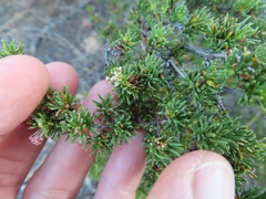 Cliffortia teretifolia