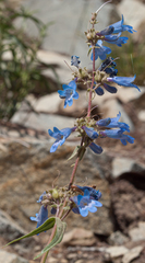 Penstemon albertinus