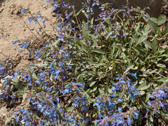 Penstemon albertinus