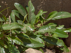 Penstemon albertinus