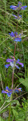 Penstemon attenuatus